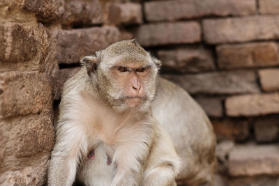 Close-up of monkey sitting against wall