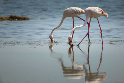 Flamingos foraging in lake