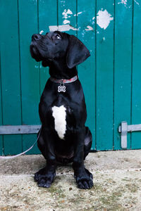 Black dog sitting on wood against wall