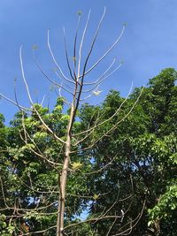 Low angle view of trees against sky