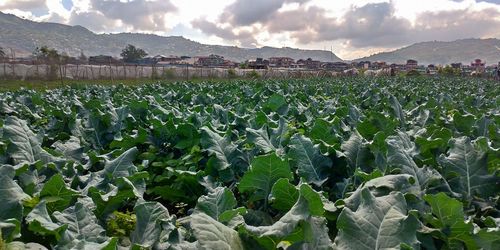 Plants growing on field against sky