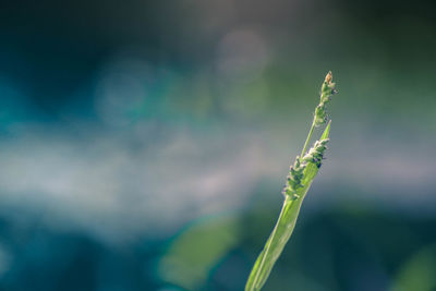 Close-up of fresh green plant