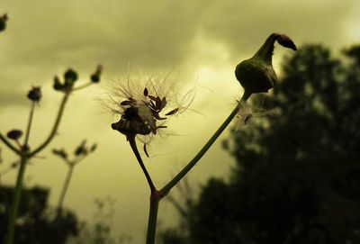 Close-up of silhouette dandelion growing on field against sky