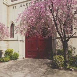 View of flowering plants against building