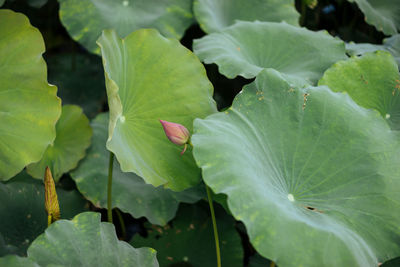 Close-up of green leaves on plant