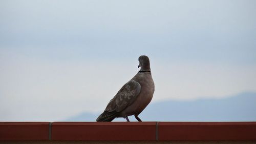 Low angle view of bird perching on roof against clear sky