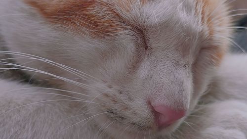 Close-up of cat sleeping