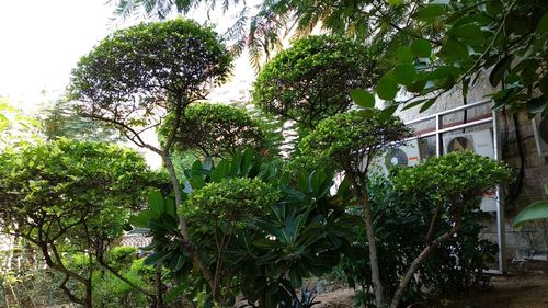 Low angle view of trees and plants against sky