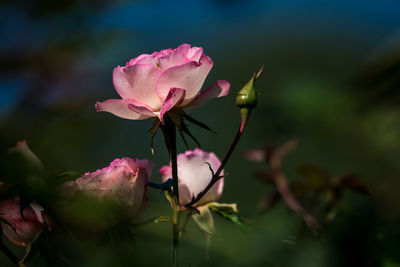 Close-up of pink rose