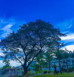 Trees against blue sky