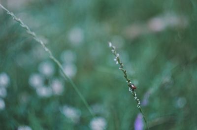 Close-up of water drops on plant