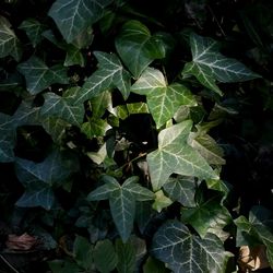 High angle view of plants