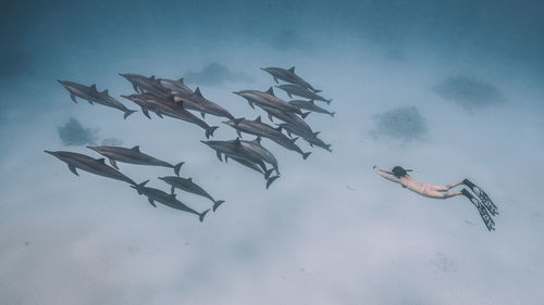 Low angle view of man swimming in fish tank