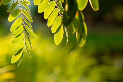 Close-up of fresh green leaves