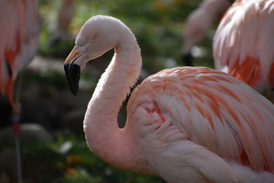 Close-up of flamingo perching outdoors