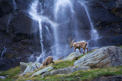 Scenic view of waterfall