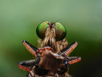 Robber fly, close-up of fly