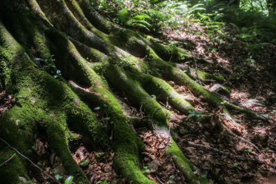 Close-up of moss growing in forest