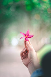 Close-up of hand holding pink flower