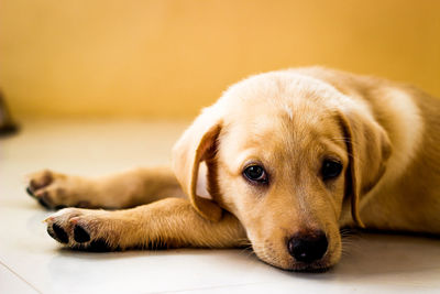 Close-up portrait of a relaxed dog