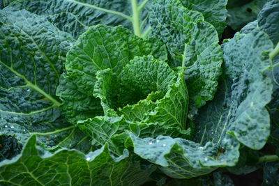 Close-up of lettuce growing