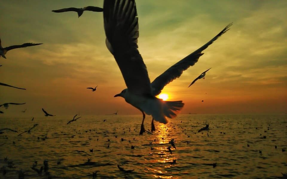 SEAGULLS FLYING OVER SEA AGAINST SKY