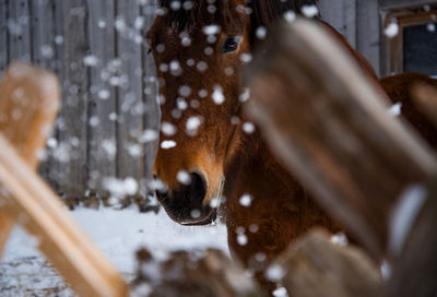 Close-up of an animal