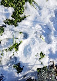 High angle view of frozen plants against sky