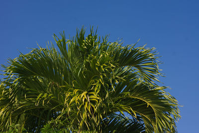Low angle view of plants against blue sky