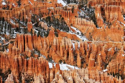Full frame shot of tree trunk