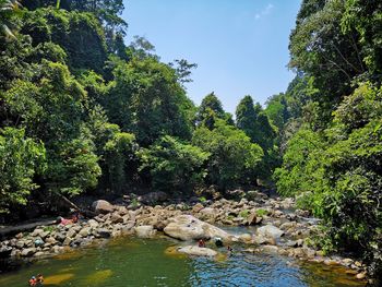 Scenic view of river in forest