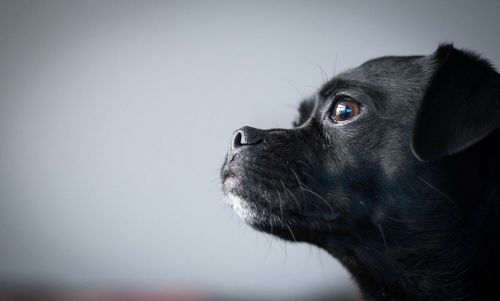 Close-up of dog