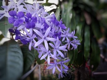 Close-up of purple flowering plant