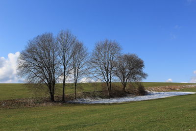 Bare trees on field against clear blue sky