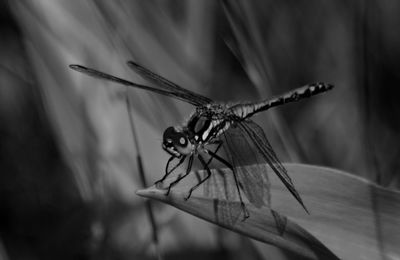 Close-up of dragonfly on plant