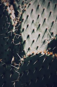 Low angle view of cactus