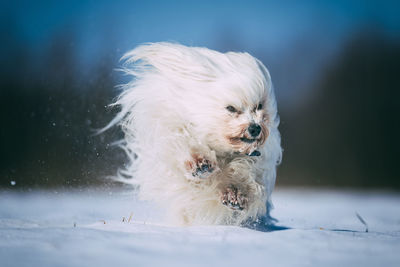 Close-up of dog in winter