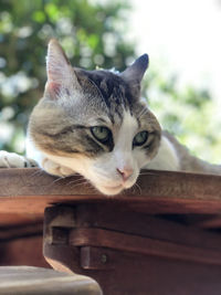 Close-up of a cat looking away