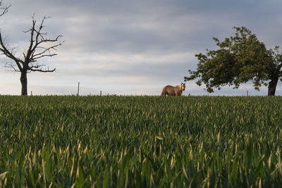 View of sheep on field