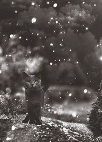 Portrait of a cat in snow