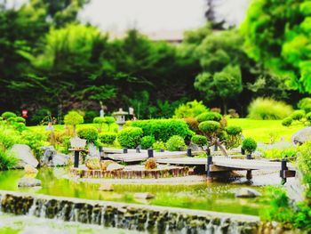 Plant growing on tree