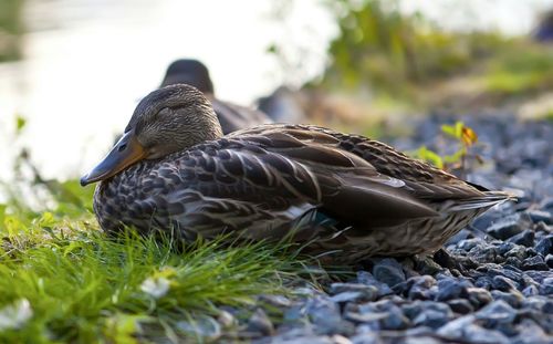 Close-up of bird on grass