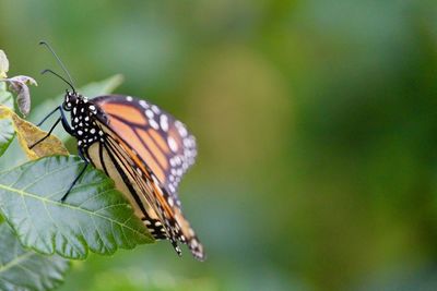 Close-up of butterfly pollinating flower