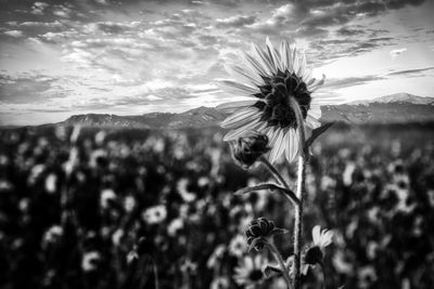 Close-up of wilted flower on field against sky