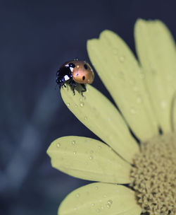 Close-up of ladybug on flower