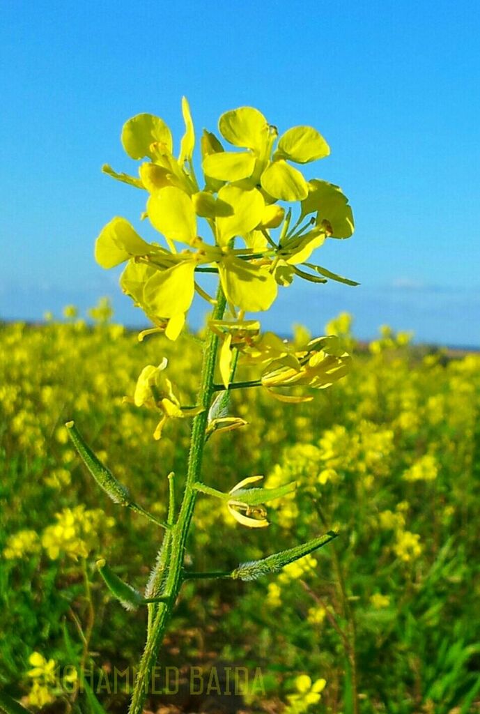 flower, yellow, freshness, growth, fragility, beauty in nature, plant, petal, nature, field, blooming, clear sky, stem, flower head, blue, close-up, sky, in bloom, focus on foreground, sunlight