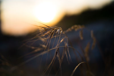 Close-up of crops on field against sky at sunset