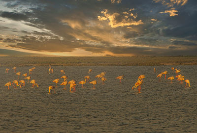 Scenic view of sea during sunset