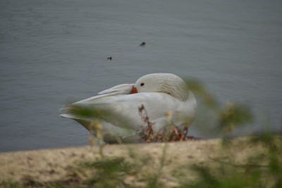 Close-up of duck in lake