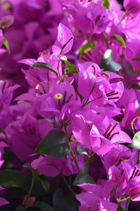 Close-up of pink bougainvillea flowers